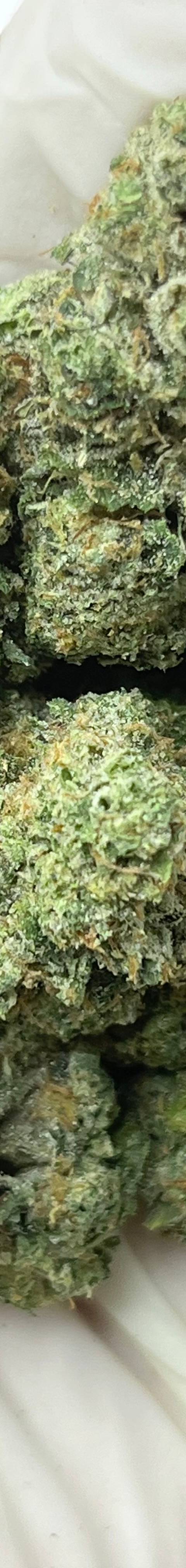 Kami Kush (Bigs)